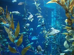 -瑞普利水族馆