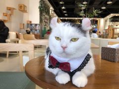 -藏猫猫咖啡主题馆(中央大道店)