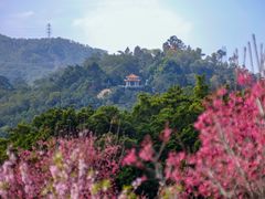 -深圳仙湖植物园