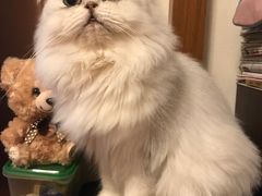 -PETKIT小佩宠物(古北店)