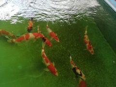-伟记牛蹄(道滘店)