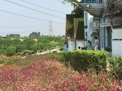 -紫颐香薰山谷景区