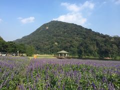 -广州市石门国家森林公园