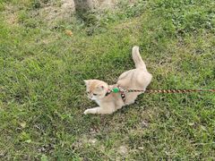 -Supine Bistro溯泮餐厅