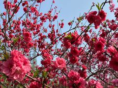 -苏州上方山国家森林公园