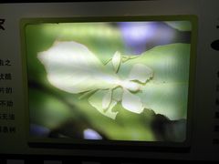 -上海昆虫博物馆