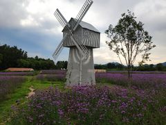 -北京东方普罗旺斯薰衣草庄园