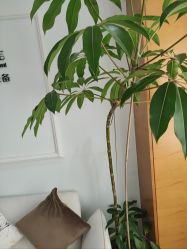 -HEYAN荷妍专业脱毛连锁机构