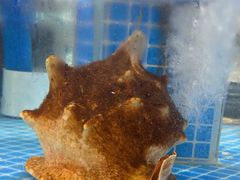 -海旺小海鲜大排档(冠亚星城店)