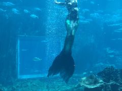 -海棠湾洲际-涛·海底餐厅·美人鱼·自助餐·海底隧道