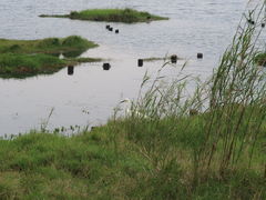 -腾冲北海湿地