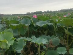 -荷花公园
