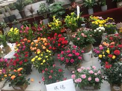 -秦美花卉(天朗·莱茵小城2期店)