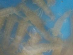 -宾朋海鲜特色美食餐厅·纯手工鲅鱼水饺(兴海路店)