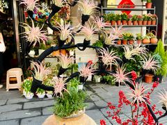 -溪岸路花鸟市场