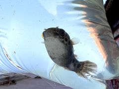 -华声天桥民俗文化园