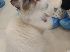 -共舞时光猫咖·狗咖(新街口店)