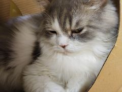 -猫和宫(六道口店)