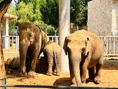 -石家庄市动物园