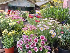 -上海共青森林公园