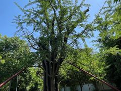 -上海佘山国家森林公园天马山园