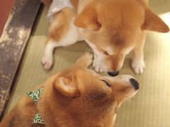 -逗柴咖啡屋·狗咖猫咖宠物桌游
