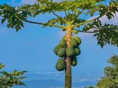 -海南铜鼓岭景区