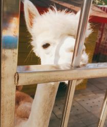 -萌宠亲子动物乐园(槐房万达店)