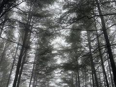 -塞罕坝国家级自然保护区