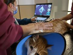 -瑞派康怡24h宠物医院·犬猫医疗中心·微创绝育(瑞景分院)