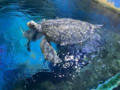 -烟台海昌鲸鲨海洋公园