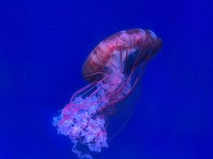 -海合安青岛极地海洋公园