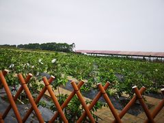 -迪茵湖田家舍生态农场