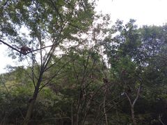 -木兰云雾山