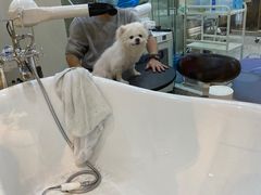 -momokira米努特·德文卷毛猫·棉花面纱犬