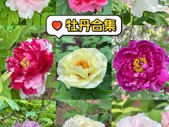 -洛阳市隋唐城遗址植物园