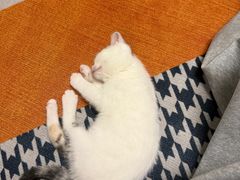 -宠颐生宠物医院·异宠猫科内科·诊疗中心宠巢店
