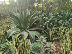 -呀路古热带植物园