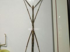 -上海昆虫博物馆