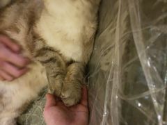 -猫色咖啡·猫咖