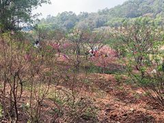 -南国桃园旅游度假区