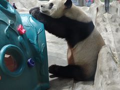 -栾川竹海野生动物园