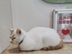 -爱侣·安琦尔宠物医院·中兽医针灸·心内科·狂犬免疫点(宝山区院)