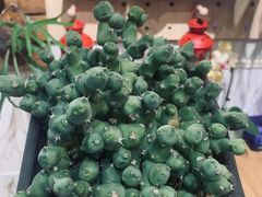 -Rabbit Cafe私房西餐甜点咖啡(栖霞路店)