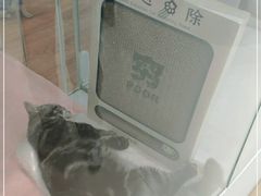 -COLOR PETS 撸猫馆·购猫·猫咖(长风大悦城店)