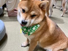 -逗柴咖啡屋·狗咖猫咖宠物桌游