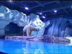 -上海海昌海洋公园-冰山北极馆