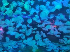 -多彩贵州城极地海洋世界