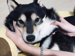 -逗柴咖啡屋·狗咖猫咖宠物桌游