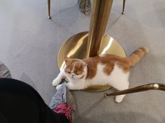 -飞行喵MR PILOT|猫舍·猫咖(静安大融城店)
